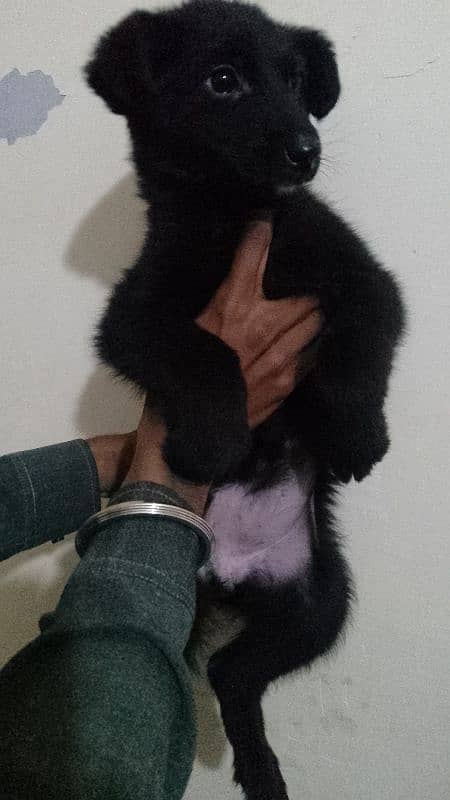 black German shepherd Female 2