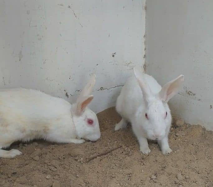 rabbits for sale 1