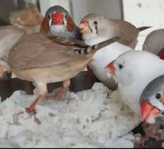 finch,opal java female,2fown,1albino chicks for sale and other require