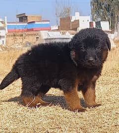 German Shepherd black mask puppy for sale