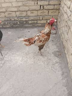 Aseel Male Female Pair For sale | 03155759735 | Aseel Pair