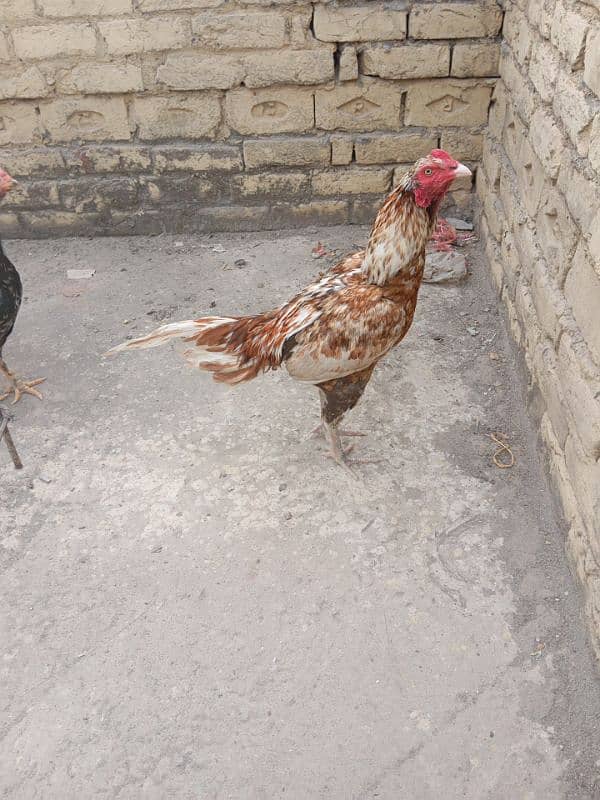 Aseel Male Female Pair For sale | 03155759735 | Aseel Pair 2