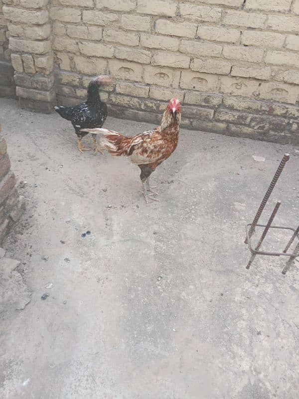 Aseel Male Female Pair For sale | 03155759735 | Aseel Pair 1