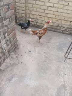 Aseel Male Female Pair For sale | 03155759735 | Aseel Pair