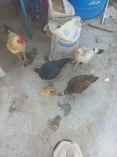 Aseel hen for sale for  video whats app 03152829294