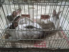 Rabbit bunnies for sale