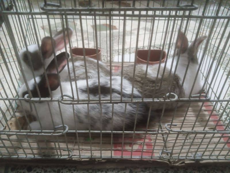 Rabbit bunnies for sale 0