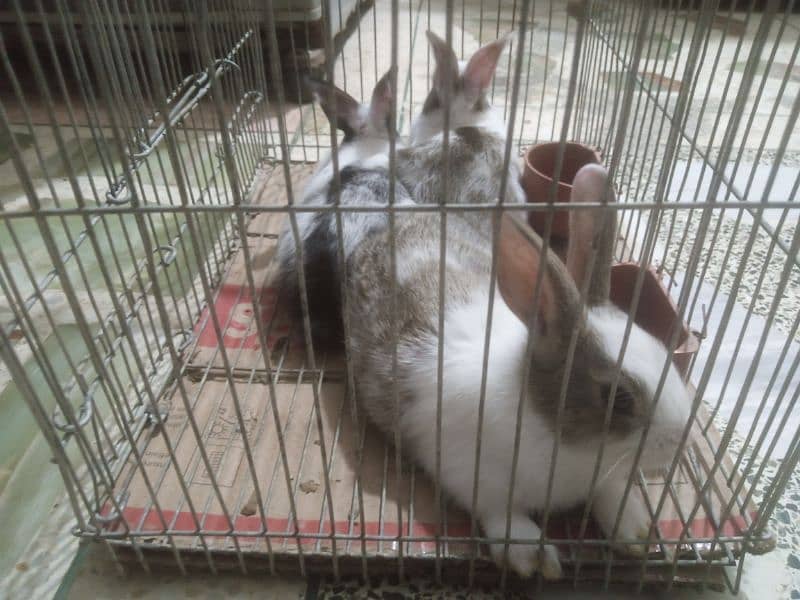 Rabbit bunnies for sale 1