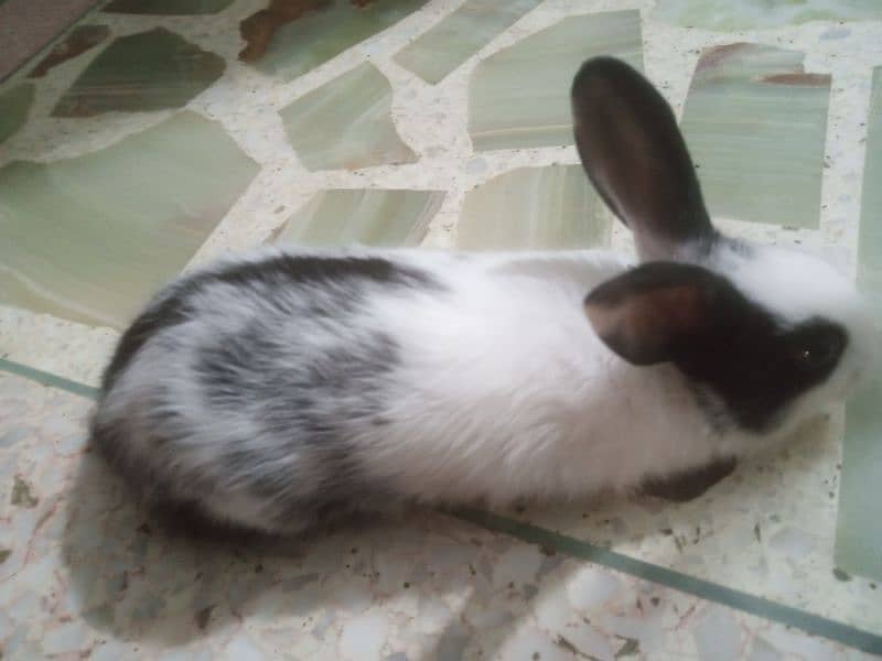 Rabbit bunnies for sale 3