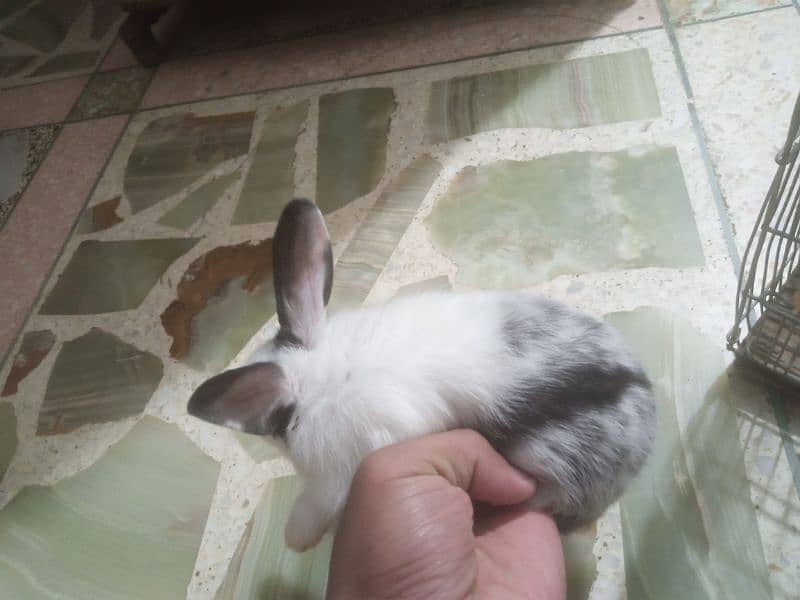 Rabbit bunnies for sale 4