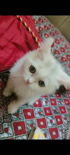 female baby cat