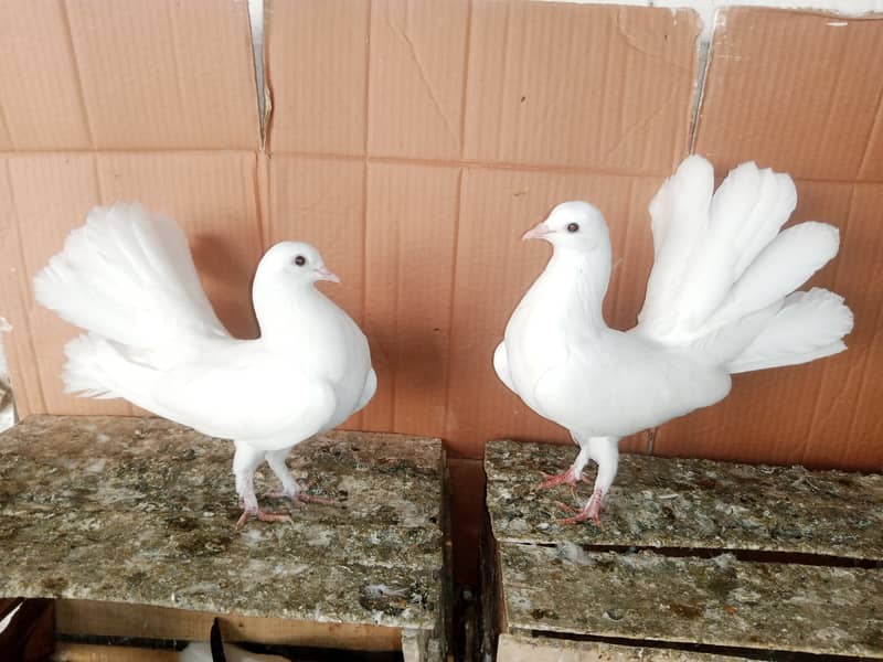 Lakky Kabootar Fancy Pigeon 0