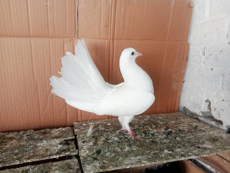 Lakky Kabootar Fancy Pigeon 1