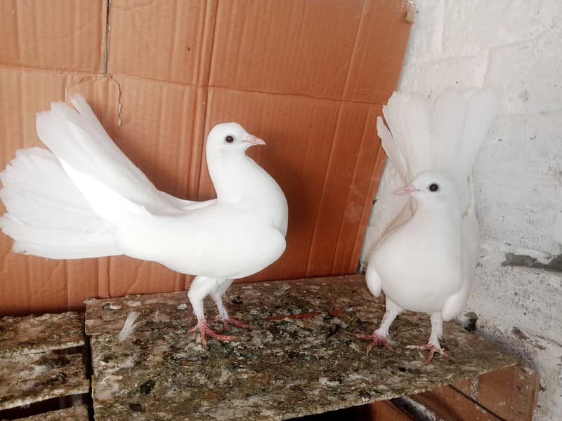 Lakky Kabootar Fancy Pigeon 3