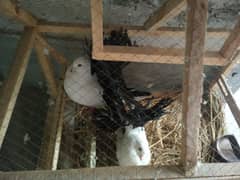 White Lukha Black tail.  (0316.7439646)