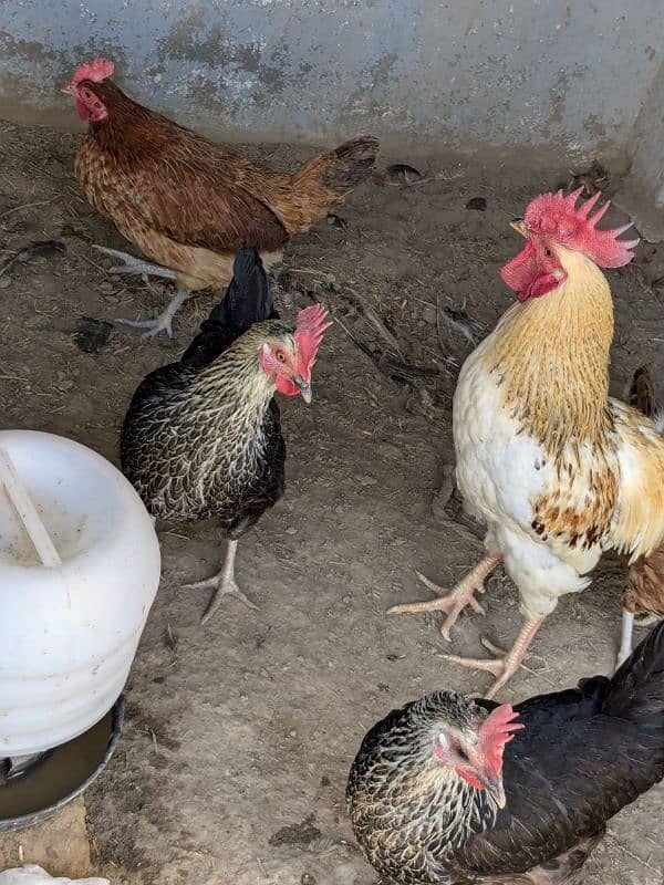 golden misri egg laying hens 4 female 1 male 0