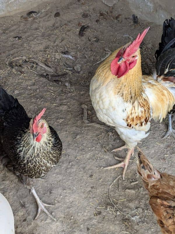 golden misri egg laying hens 4 female 1 male 1