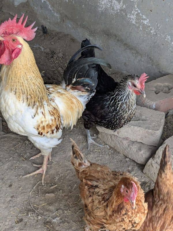 golden misri egg laying hens 4 female 1 male 2