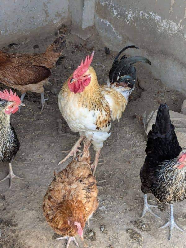 golden misri egg laying hens 4 female 1 male 3