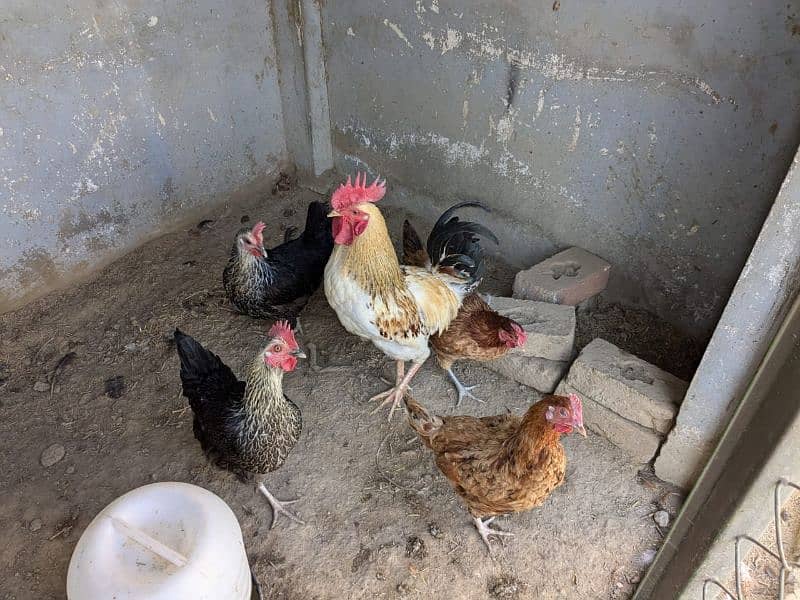 golden misri egg laying hens 4 female 1 male 4