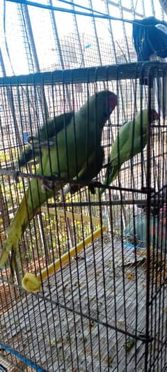 green ringneck chicks