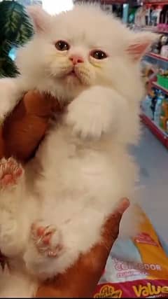 Persian kittens /long coat kittens/baby cat/kitten