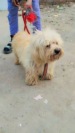 Poodle male and Maltees British female available