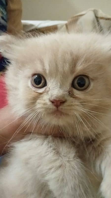 Persian kittens for sale each price 14000 0