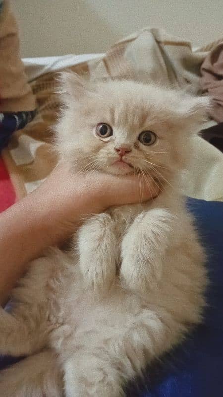 Persian kittens for sale each price 14000 1