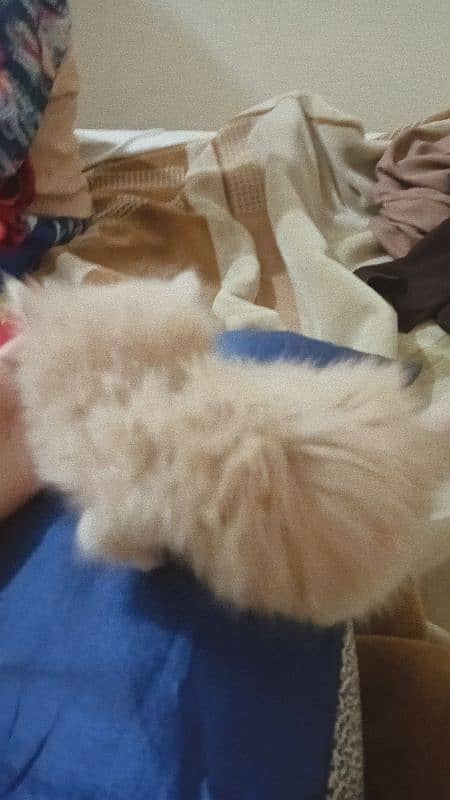 Persian kittens for sale each price 14000 2