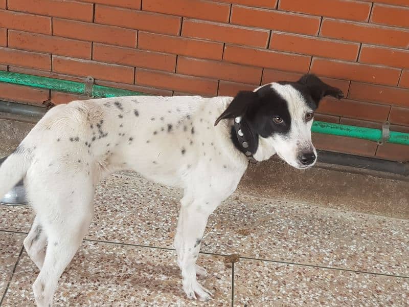 chow Dalmatian need to sell urgent 10