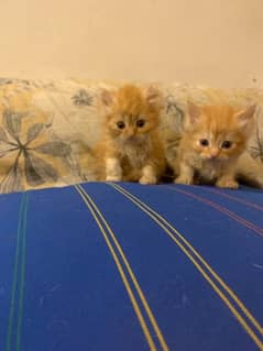 both male kittens