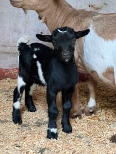 Nigerian Dwarf Male kid