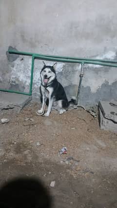 dog. siberian husky for sale