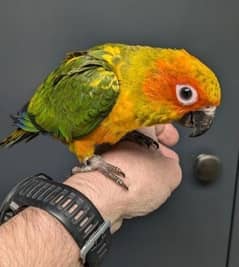 supertame sun conures/chicks