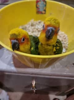 sun conure chicks/ self