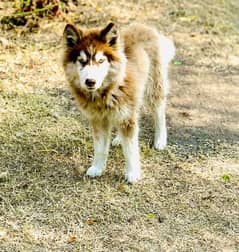 Husky puppy female padgree