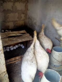 Layer hens for sale