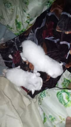 punch face triple coated 2 kittens and mother cat available