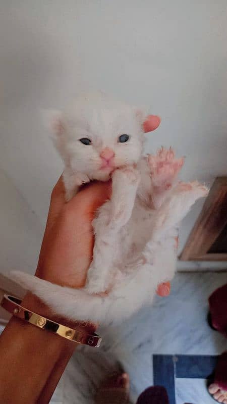 punch face triple coated 2 kittens and mother cat available 1