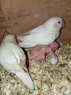 albino red eye breeder pair with chicks and eggs and dna