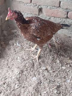 aseel hens breeder