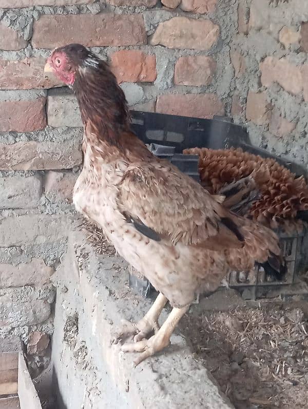 aseel hens breeder 1