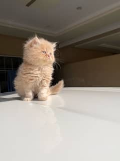 Persian Kitten Available