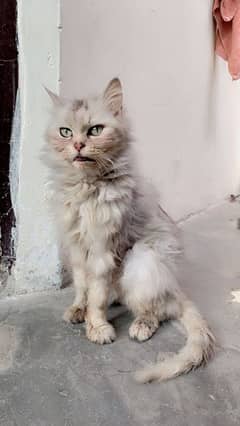 Elegant Persian Cats for Sale – Fluffy, Healthy & Adorable!