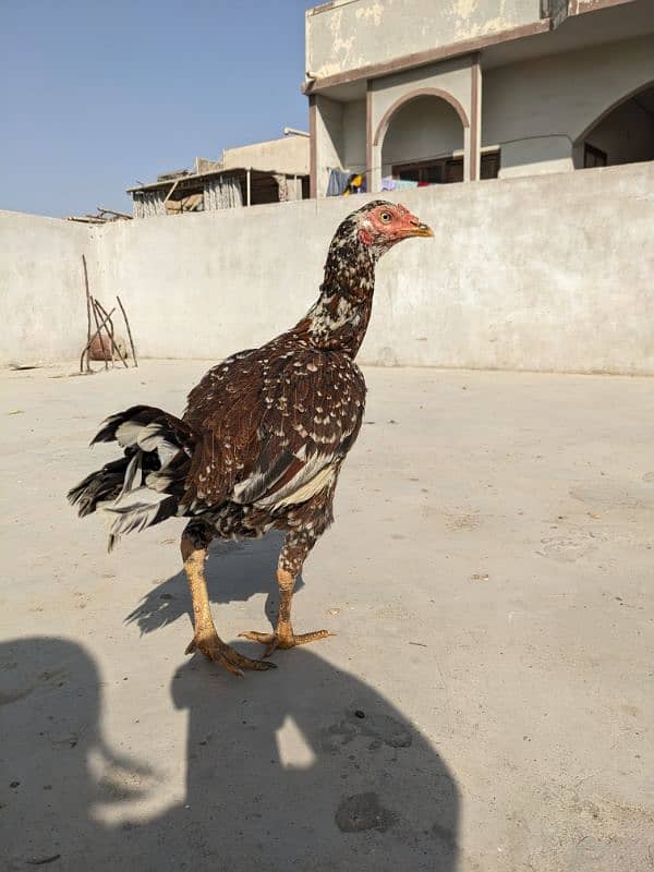 Aseel Egg laying hen 1