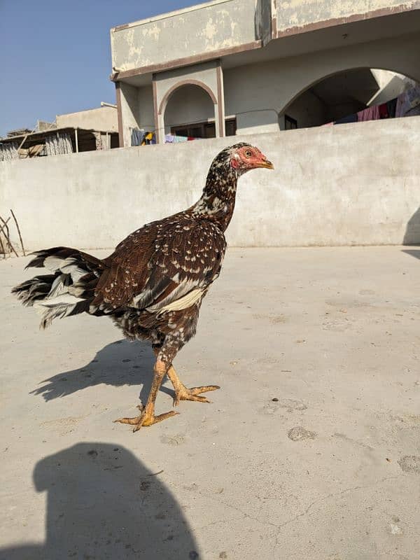 Aseel Egg laying hen 3