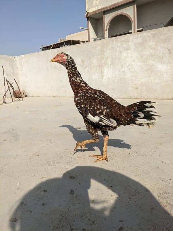 Aseel Egg laying hen 4