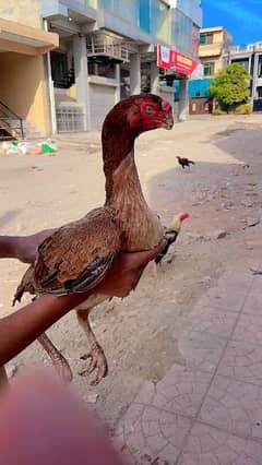 indian parrot beek long tail. . pair