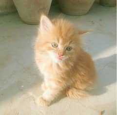 2 months cute kitten baby for sale